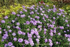 Aster dumosus 'Prof. Anton Kippenberg'