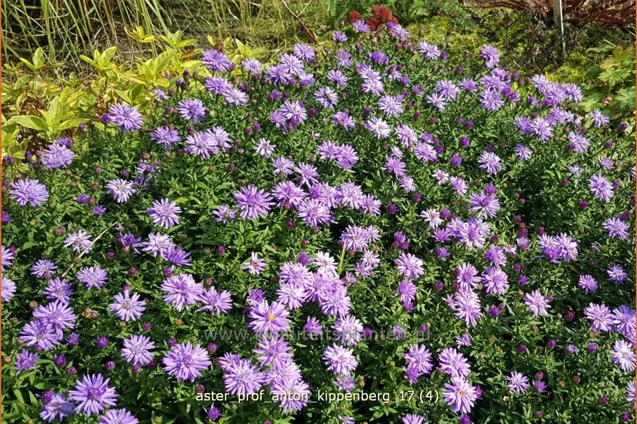Aster dumosus 'Prof. Anton Kippenberg'
