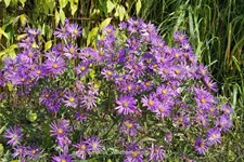 Aster amellus 'Veilchenkoenigin'