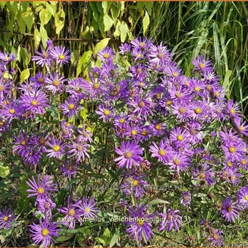 Aster amellus 'Veilchenkoenigin'
