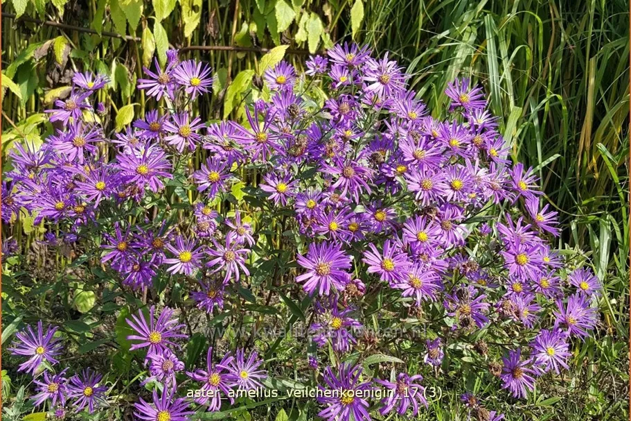 Aster amellus 'Veilchenkoenigin'