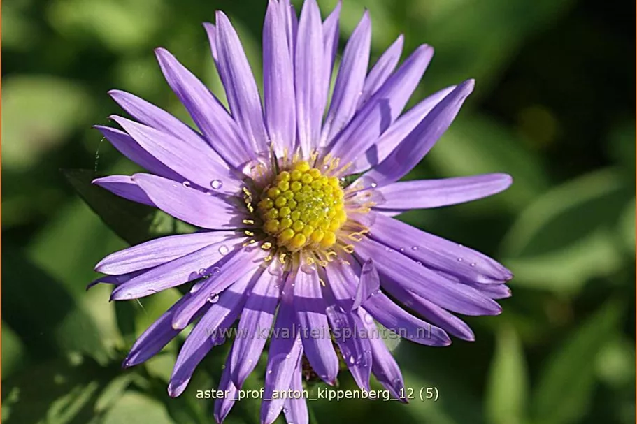 Aster dumosus 'Prof. Anton Kippenberg'