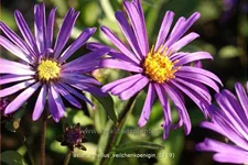 Aster amellus 'Veilchenkoenigin'