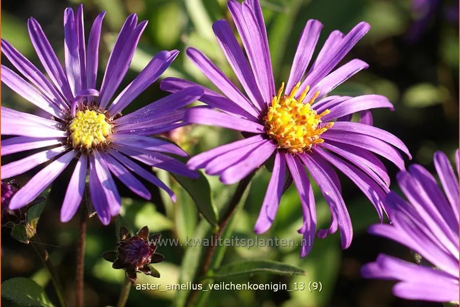Aster amellus 'Veilchenkoenigin'