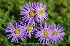 Aster dumosus 'Prof. Anton Kippenberg'