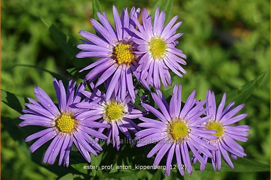 Aster dumosus 'Prof. Anton Kippenberg'
