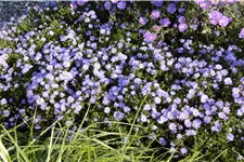 Aster dumosus 'Prof. Anton Kippenberg'