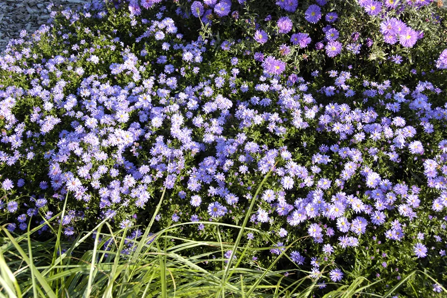 Aster dumosus 'Prof. Anton Kippenberg'