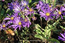 Aster amellus 'Veilchenkoenigin'