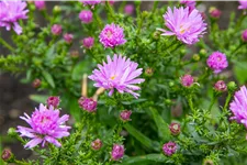 Aster dumosus 'Prof. Anton Kippenberg'