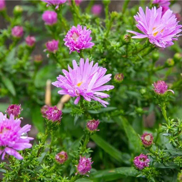 Aster dumosus 'Prof. Anton Kippenberg'