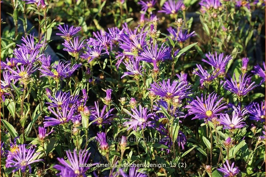 Aster amellus 'Veilchenkoenigin'