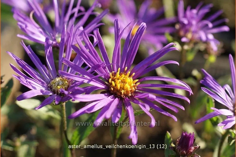 Aster amellus 'Veilchenkoenigin'