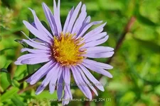 Aster x amethystinus 'Freiburg'