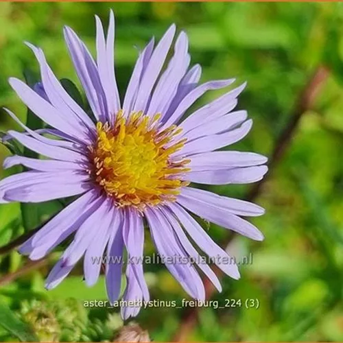 Aster x amethystinus 'Freiburg'