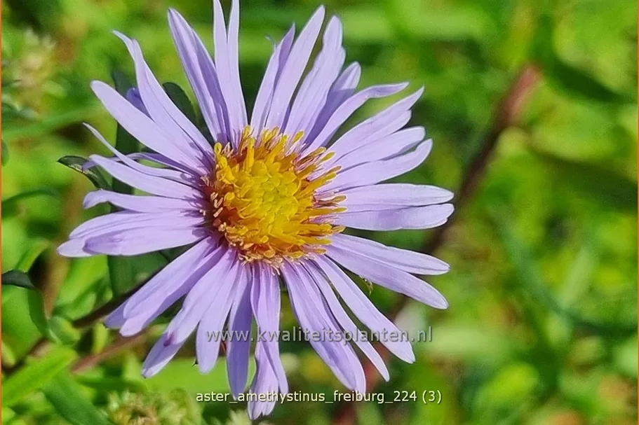 Aster x amethystinus 'Freiburg'