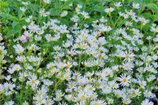 Aster pringlei 'Monte Cassino'