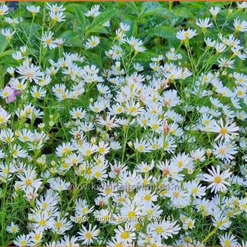 Aster pringlei 'Monte Cassino'