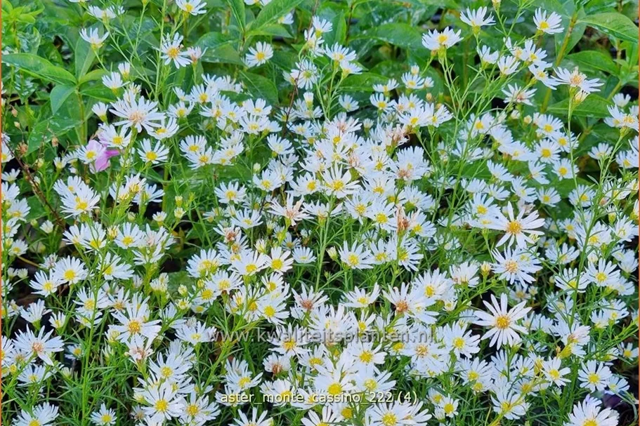 Aster pringlei 'Monte Cassino'