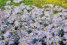 Aster pyrenaeus 'Lutetia'