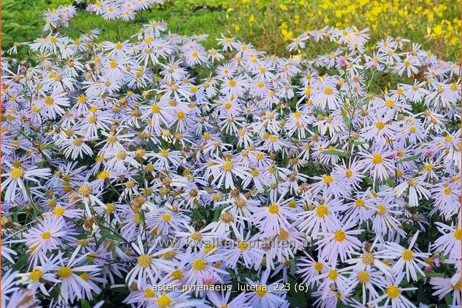 Aster pyrenaeus 'Lutetia'