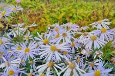 Aster pyrenaeus 'Lutetia'