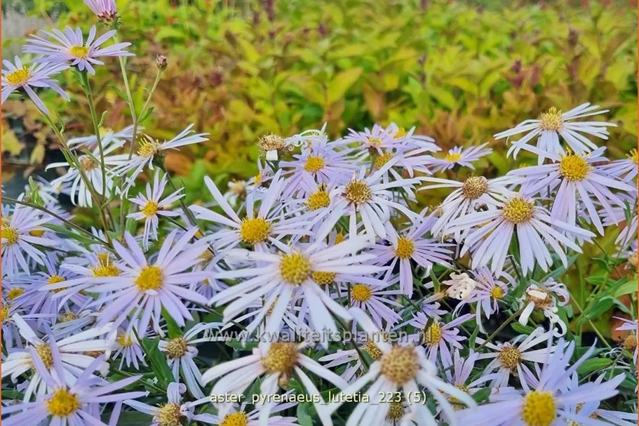 Aster pyrenaeus 'Lutetia'