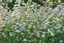 Aster pringlei 'Monte Cassino'