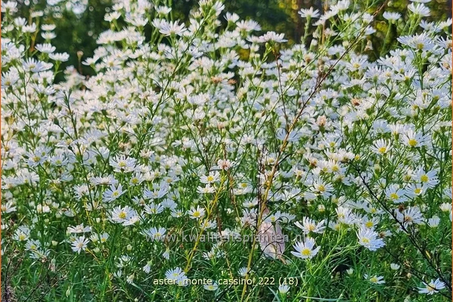 Aster pringlei 'Monte Cassino'