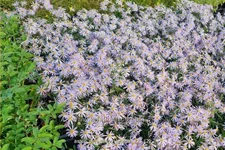 Aster pyrenaeus 'Lutetia'