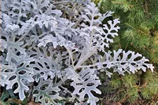 Artemisia stelleriana 'Boughton Silver'