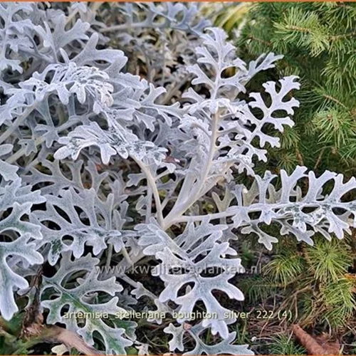 Artemisia stelleriana 'Boughton Silver'