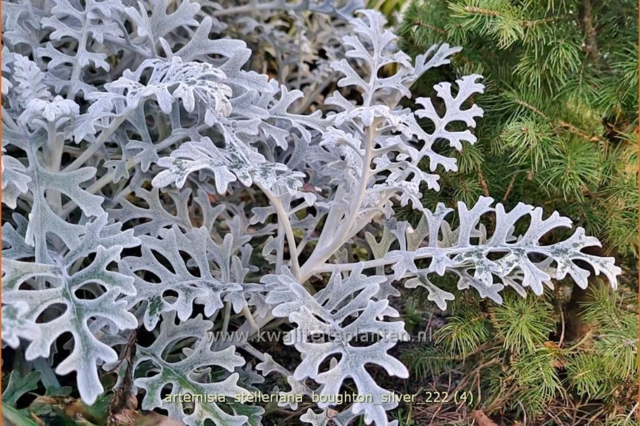 Artemisia stelleriana 'Boughton Silver'