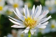 Aster pringlei 'Monte Cassino'
