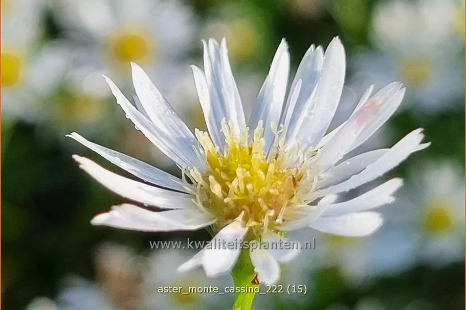 Aster pringlei 'Monte Cassino'