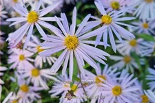 Aster pyrenaeus 'Lutetia'