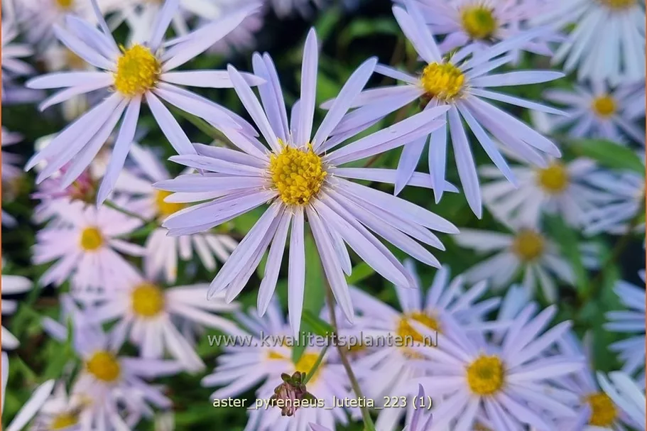 Aster pyrenaeus 'Lutetia'
