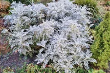 Artemisia stelleriana 'Boughton Silver'