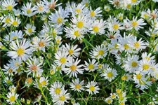 Aster pringlei 'Monte Cassino'