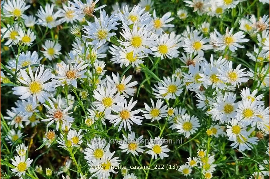 Aster pringlei 'Monte Cassino'