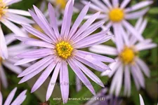 Aster pyrenaeus 'Lutetia'