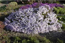 Aster pyrenaeus 'Lutetia'