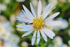 Aster pringlei 'Monte Cassino'