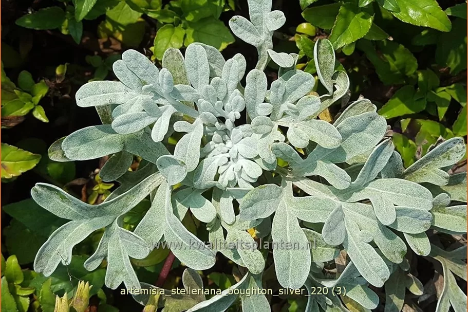 Artemisia stelleriana 'Boughton Silver'