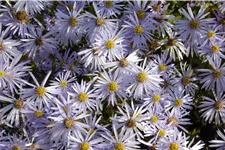 Aster pyrenaeus 'Lutetia'