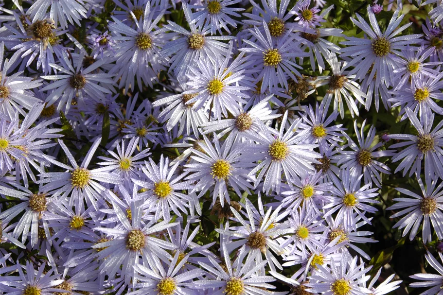 Aster pyrenaeus 'Lutetia'
