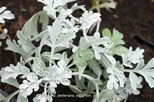 Artemisia stelleriana 'Boughton Silver'