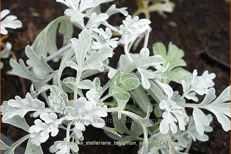 Artemisia stelleriana 'Boughton Silver'