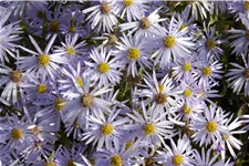 Aster pyrenaeus 'Lutetia'