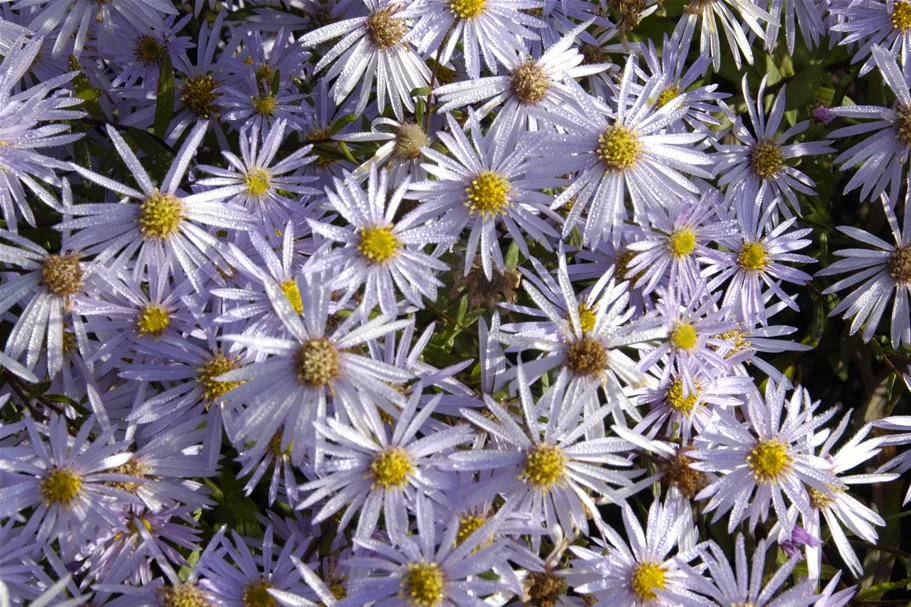 Aster pyrenaeus 'Lutetia'